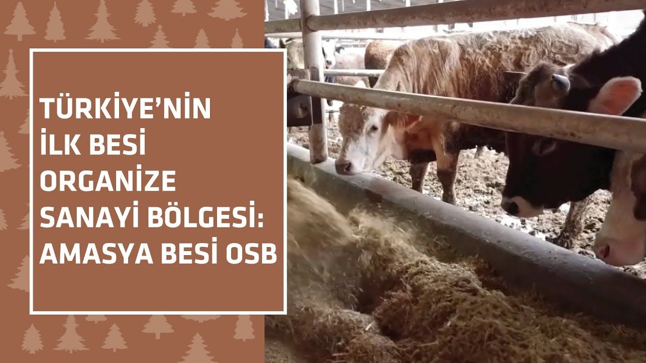 Türkiye’nin ilk Tarıma Dayalı İhtisas Besi Organize Sanayi Bölgesi: Amasya Besi OSB